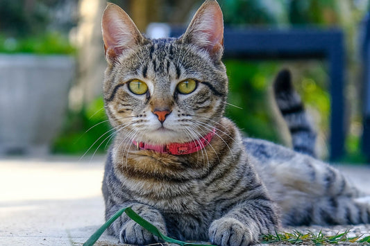 Imagem de um gato branco, com uma coleira às riscas. O gato encontra-se sentado no balcão de uma cozinha. 