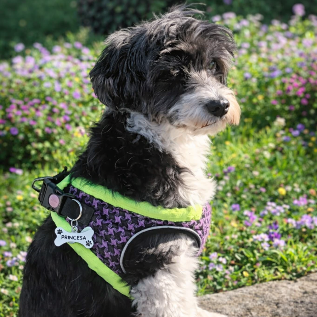 TAG "OSSO" PARA CÃES